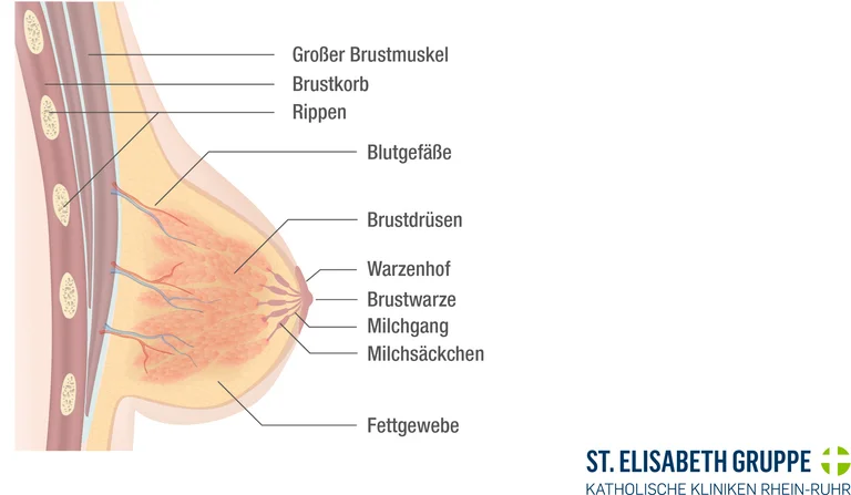 Schematische Darstellung des Aufbaus einer weiblichen Brust