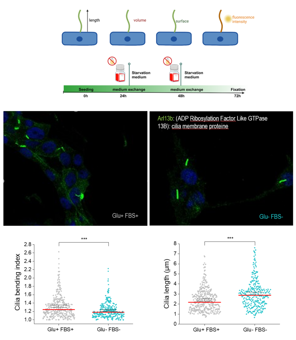 Morphometrie der Primären Zilie in HEK293 unter Hungerkonditionen (Glu- FBS-) vs. Kontrolle (Glu+ FBS+)