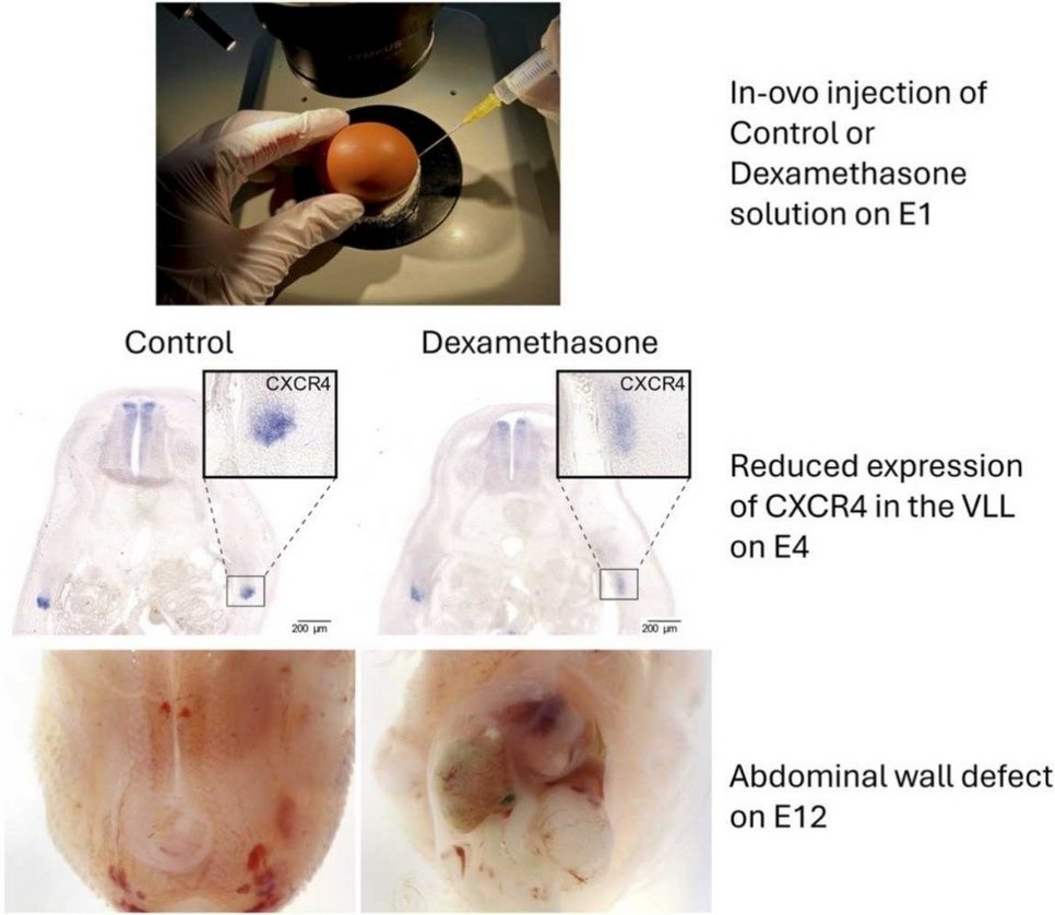 Stress (Dexamethason)-induzierter Bauchwanddefekt (aus Bablok et al., 2024)