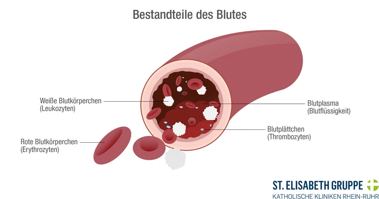 Eigenbluttherapie: Die verschiedenen Bestandteile des Blutes