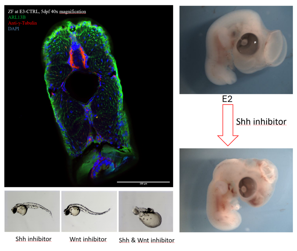 Shh-/Wnt- Pathway-Inhibition in Zebrafisch-(links) und Hühnerembryonen (rechts)