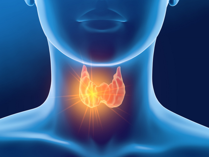 Medizinische Darstellung der Schilddrüse.