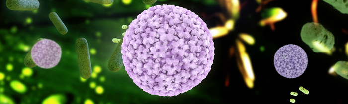 Dysplasien sind Veränderungen der Schleimhautzellen und gelten als Vorstufen für Krebserkrankungen wie Gebärmutterhalskrebs.