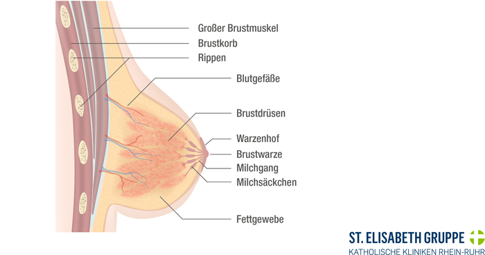 Schematische Darstellung des Aufbaus einer weiblichen Brust